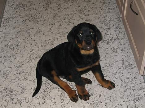 Rottweiler Tyson - Se så sød jeg var da jeg var en lille hvalp. Jeg vejede 10 kg da jeg var 12 uger  billede 3