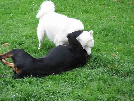 Rottweiler Tyson - Ja det er altså med vilje at jeg ligger ned. Han skal jo også vinde lidt. billede 5