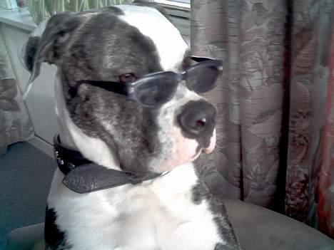 Amerikansk bulldog basse - her har min datter givet  ham sole briller på billede 3