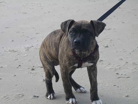 Amerikansk staffordshire terrier Tara - Blokhus strand billede 8