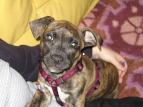 Amerikansk staffordshire terrier Tara billede 9