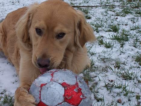 Blanding af racer Aslan "LØVEN" - I skoven :) billede 5