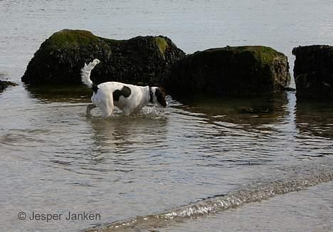 Kleiner münsterländer Abbi - Her er jeg på stranden for første gang og er lige ved at finde ud af om det der store våde noget er farligt... billede 13