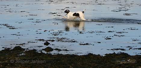 Kleiner münsterländer Abbi - Se hvor langt jeg tør at gå ud nu men jeg har ikke lige opdaget at jeg også kan svømme endnu... billede 15