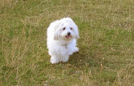 Coton de tulear Digo billede 12