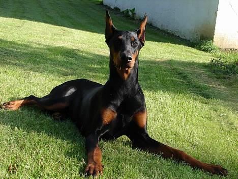 Dobermann Jessie di Altobello *død* - Smukke Jessie billede 1