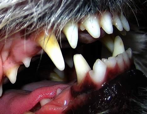 Coton de tulear Digo - Farlig vovse... billede 13