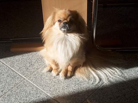 Tibetansk spaniel Khyi-Mo´s Byiba Cimba - Lidt sol, hvor dejligt billede 11