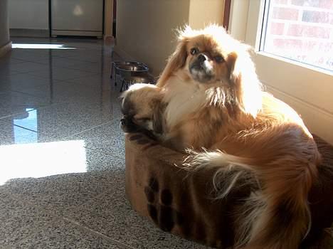 Tibetansk spaniel Khyi-Mo´s Byiba Cimba - Hjæælp hun fylder det hele billede 12