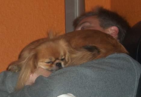 Tibetansk spaniel Khyi-Mo´s Byiba Cimba - Hvor dejligt. Lige plads til mig billede 13