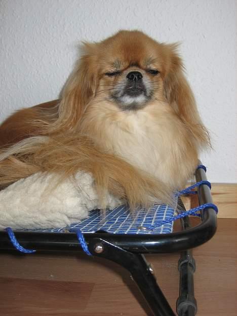 Tibetansk spaniel Khyi-Mo´s Byiba Cimba - Jeg tager lige en slapper.. billede 14