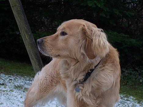 Blanding af racer Aslan "LØVEN" - Aslan og Johanne billede 6