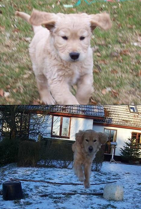 Blanding af racer Aslan "LØVEN" - Før og nu billede 10