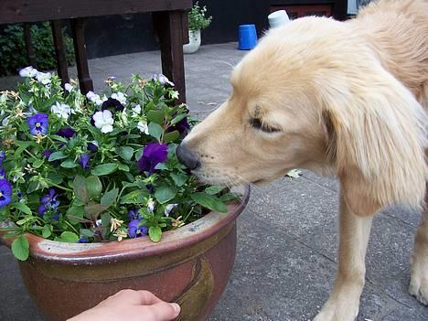 Blanding af racer Aslan "LØVEN" - Han dufter til blomster <3 billede 13