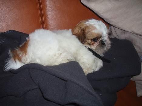 Shih tzu Asmus - Asmus tager en lille lur på sofaen...  billede 1