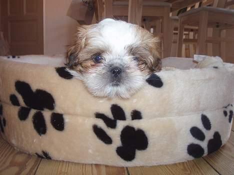 Shih tzu Asmus - Øh... Kaldte i på mig? billede 2