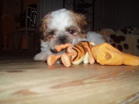 Shih tzu Asmus - Mit tigerdyr er simpelthen det bedste i verden.. billede 3