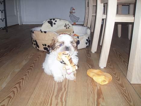 Shih tzu Asmus billede 4