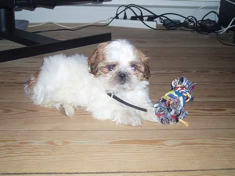 Shih tzu Asmus billede 5