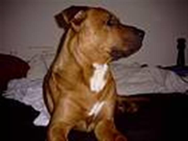 Blanding af racer Niclo - Min dejlige hund som lille hvalp..  *ca. 10 uger*  billede 1