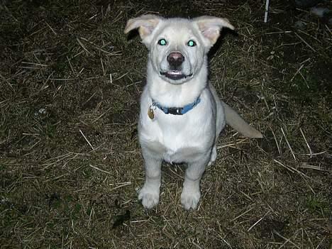 Blanding af racer Stanley - Stanley smiler.... billede 5