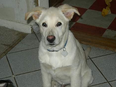 Blanding af racer Stanley - Så er man blevet lidt større billede 6