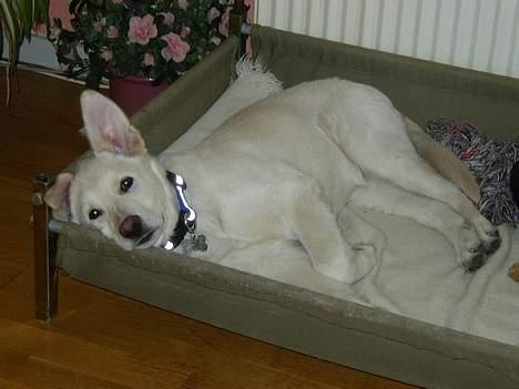 Blanding af racer Stanley - Jeg hører kun med et halvt øre... billede 7