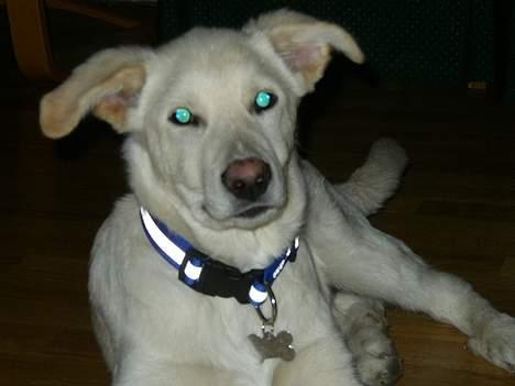 Blanding af racer Stanley - Stanley med turkise øjne billede 8