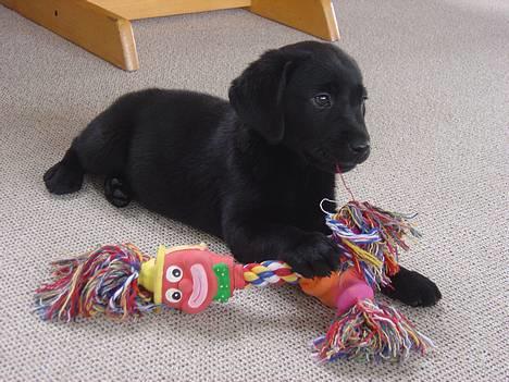 Labrador retriever Max - her er max som hvalp billede 1