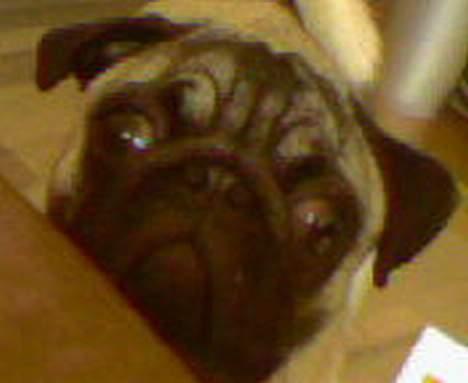 Mops Emil - Nina? Må jeg ikk nok komme op.. Pleeease.. billede 7