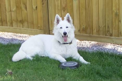 Hvid Schweizisk Hyrdehund Tinke - 14-07-06 billede 2