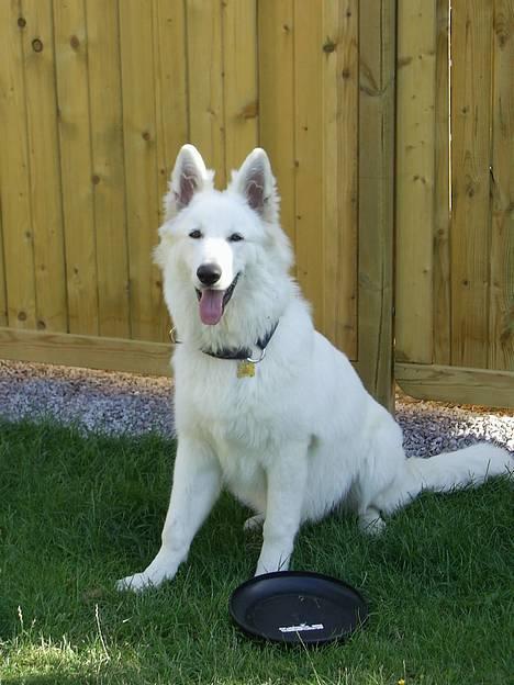 Hvid Schweizisk Hyrdehund Tinke - 14-07-06 billede 3