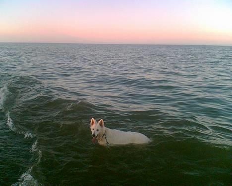 Hvid Schweizisk Hyrdehund Tinke - 10-06-2006 billede 4