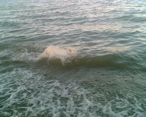 Hvid Schweizisk Hyrdehund Tinke - 10-06-2006 billede 5