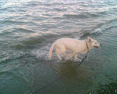 Hvid Schweizisk Hyrdehund Tinke - 10-06-2006 billede 6