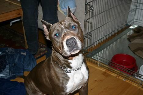 Amerikansk staffordshire terrier Blue R.I.P billede 6