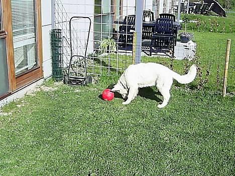 Hvid Schweizisk Hyrdehund Tinke - 09-05-2006 billede 7