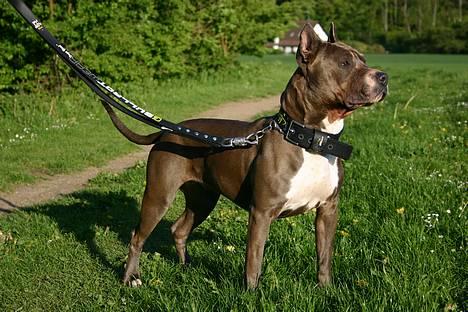 Amerikansk staffordshire terrier Blue R.I.P billede 7