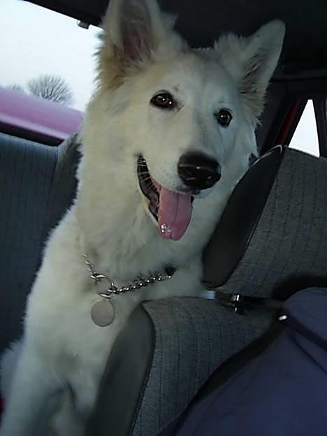 Hvid Schweizisk Hyrdehund Tinke - 04-05-2006 billede 8