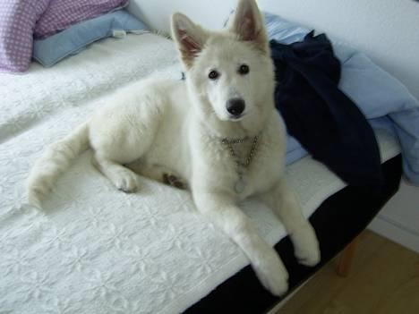 Hvid Schweizisk Hyrdehund Tinke - 13-04-2006 billede 9