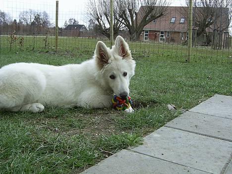 Hvid Schweizisk Hyrdehund Tinke - 13-04-2006 billede 10