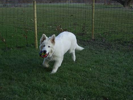 Hvid Schweizisk Hyrdehund Tinke - 10-04-2006 billede 11