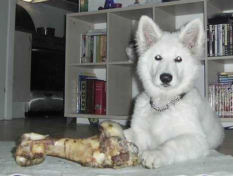 Hvid Schweizisk Hyrdehund Tinke - 23-03-2005 billede 12