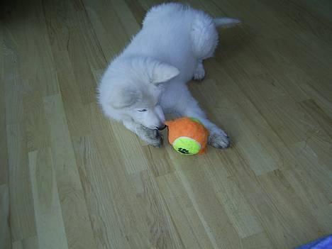 Hvid Schweizisk Hyrdehund Tinke - 25-02-2006 billede 13