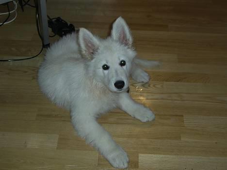 Hvid Schweizisk Hyrdehund Tinke - 21-02-2006 billede 14