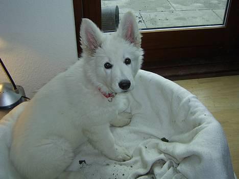 Hvid Schweizisk Hyrdehund Tinke - 21-02-2006 billede 15