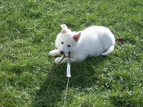 Hvid Schweizisk Hyrdehund Tinke - 11-02-2006 billede 16