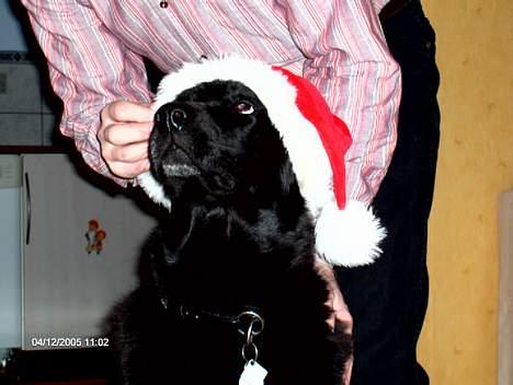 Blanding af racer spike - det er kun fordi det er jul du for lov at give mig den hue på billede 18