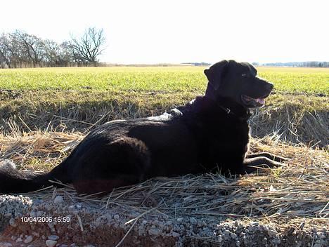 Blanding af racer spike billede 19