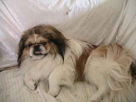 Pekingeser Danger - Savner dig!! 2004 - 2010 billede 11